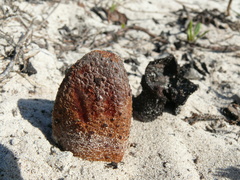 Hydnora africana