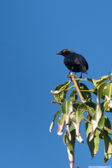 Aplonis striata striata