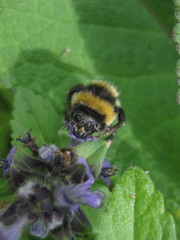 Bombus