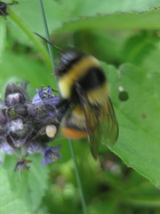 Bombus