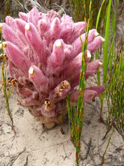 Hyobanche thinophila