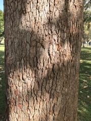 Corymbia ptychocarpa aptycha