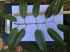 Corymbia ptychocarpa aptycha