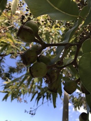 Corymbia ptychocarpa aptycha