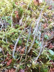 Cladonia cornuta