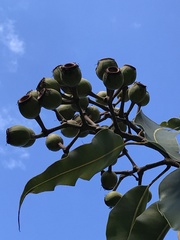 Corymbia ptychocarpa aptycha