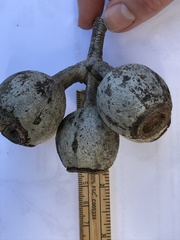 Corymbia ptychocarpa aptycha