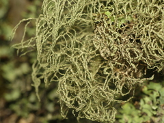 Usnea perplexans