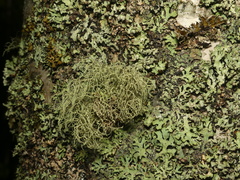 Usnea perplexans