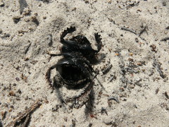 Pachysoma hippocrates