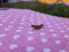 Pseudochorthippus parallelus