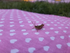 Pseudochorthippus parallelus