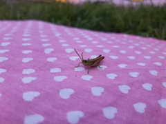 Pseudochorthippus parallelus