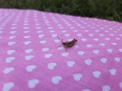 Pseudochorthippus parallelus