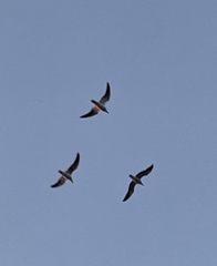 Chroicocephalus novaehollandiae