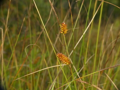 Carex rotundata