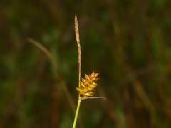 Carex rotundata