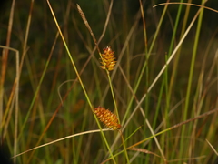 Carex rotundata