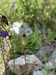 Setina aurita