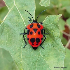 Poecilocoris nepalensis