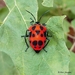 Nepal Shield-backed Bug - Photo (c) Aibor Sanglyne, some rights reserved (CC BY-NC-ND), uploaded by Aibor Sanglyne