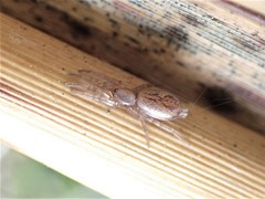 Scotophaeus pretiosus