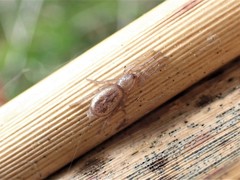 Scotophaeus pretiosus