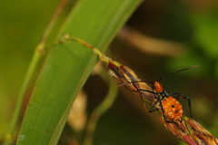 Leptoglossus gonagra