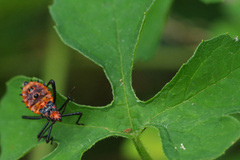 Leptoglossus gonagra
