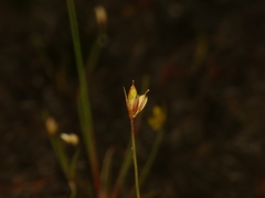 Juncus stygius