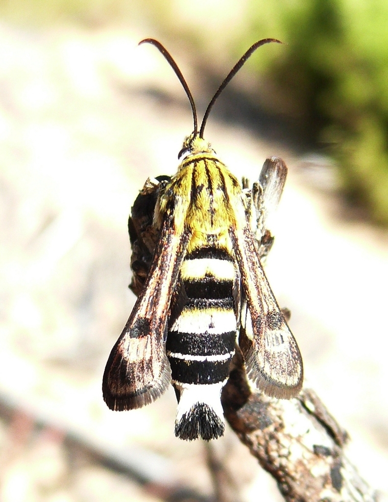 Felderiola