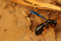 Anterhynchium rufipes