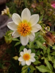 Dahlia