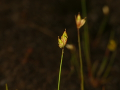 Juncus stygius