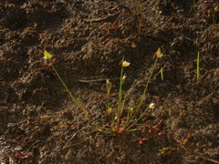 Juncus stygius
