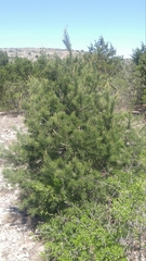 Pinus remota