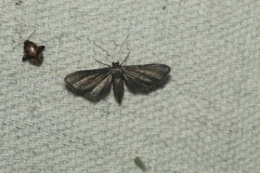 Protoproutia laredoata