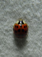 Harmonia axyridis