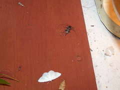 Acanthocinus obsoletus