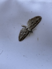 Eupithecia phoeniceata