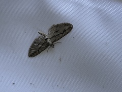 Eupithecia phoeniceata