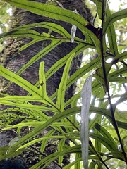 Microsorum novae-zealandiae
