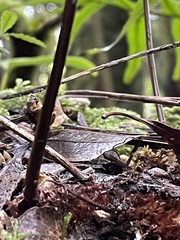 Microsorum novae-zealandiae