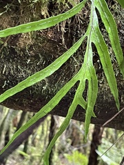 Microsorum novae-zealandiae