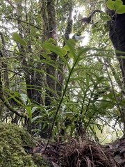 Microsorum novae-zealandiae