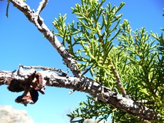 Widdringtonia wallichii