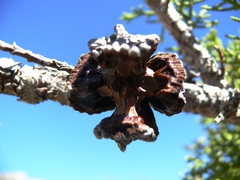 Widdringtonia wallichii