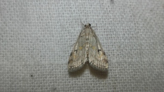 Parapoynx crisonalis