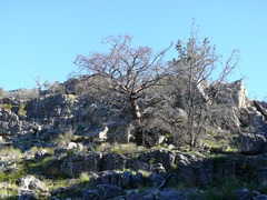 Widdringtonia wallichii