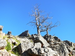 Widdringtonia wallichii